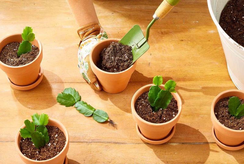 A small cutting can still make a thoughtful gift A small cutting can still make a thoughtful gift