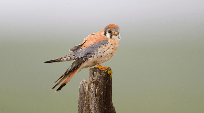 A small daytime hunter eats more than mice