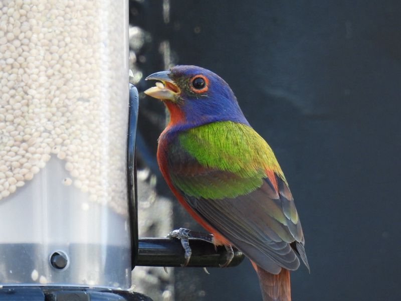 A small-opening feeder can offer white millet A small-opening feeder can offer white millet