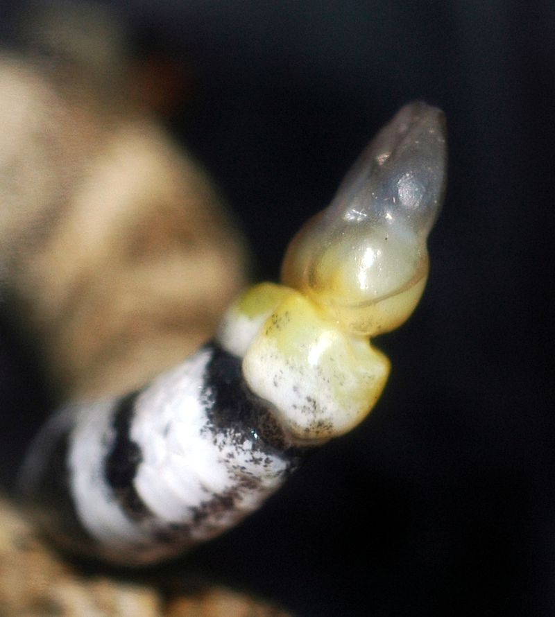 A small or missing rattle is no all-clear