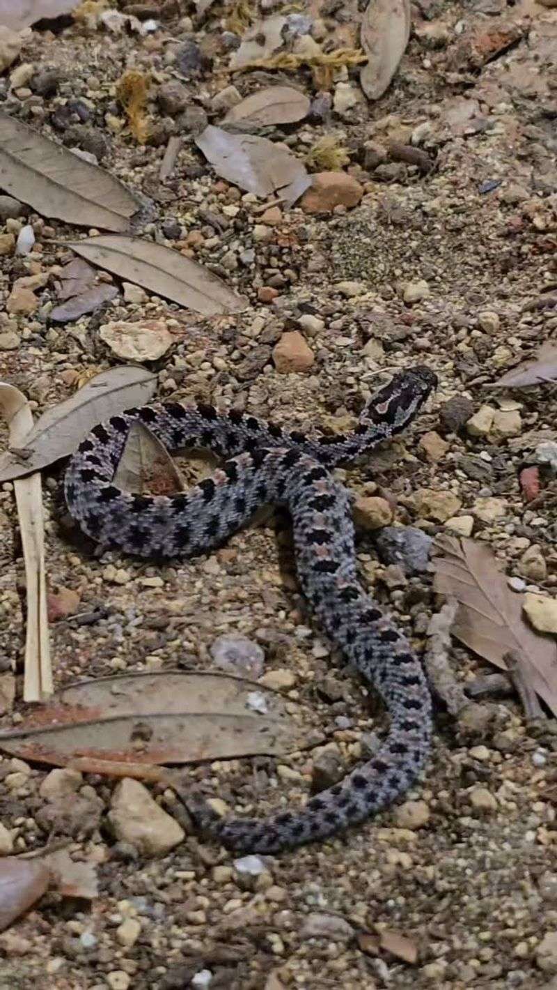 A small rattlesnake, not a palm-length one