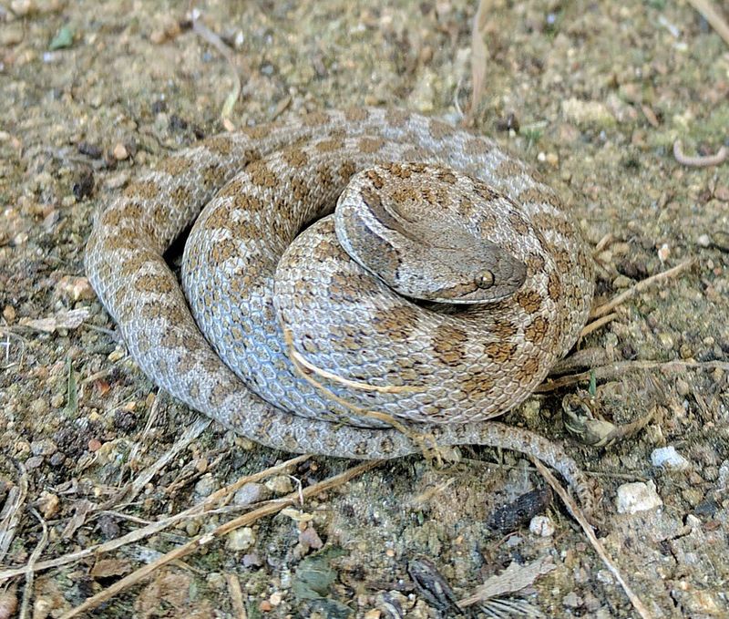 A small snake active after dark A small snake active after dark