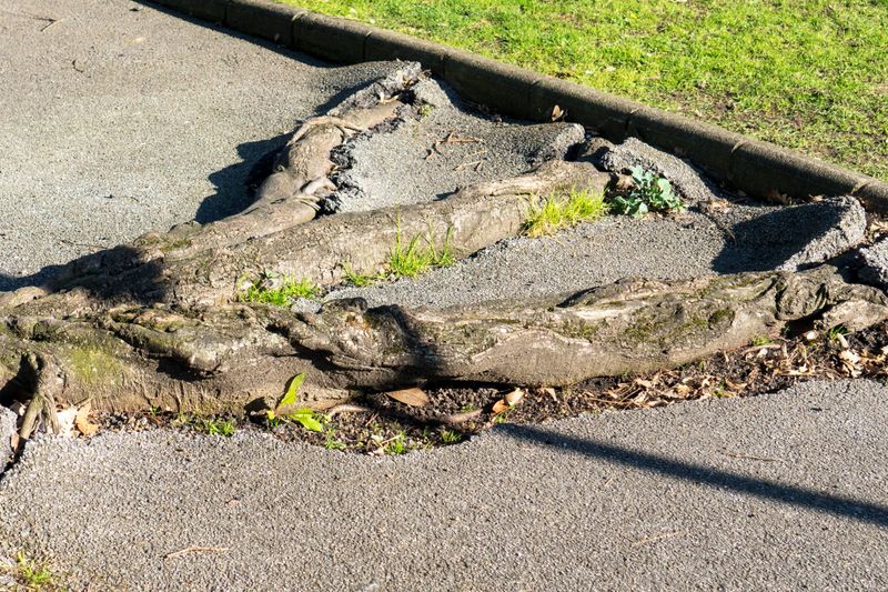 A small tree cannot guarantee an uncracked driveway