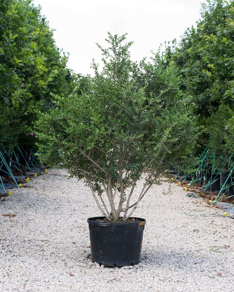 A small tree, not a canopy replacement