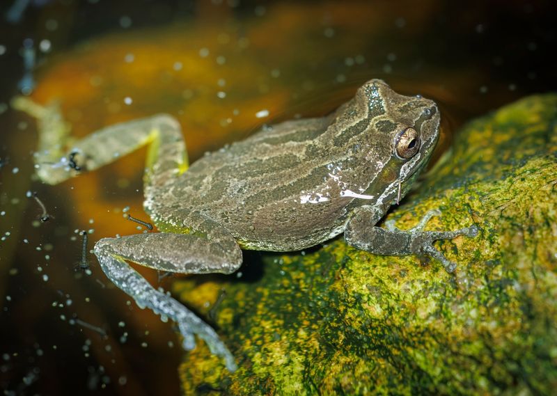 A small yard frog is not automatically a Pacific treefrog