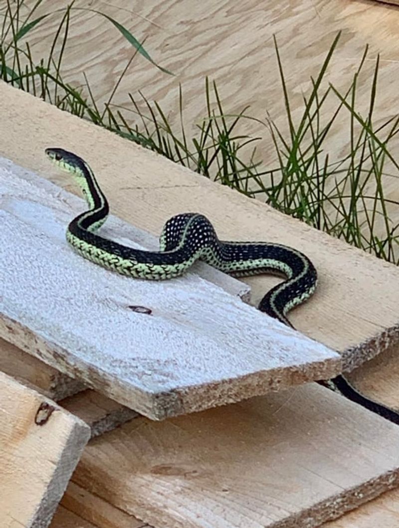 A snake by a shed does not explain itself A snake by a shed does not explain itself