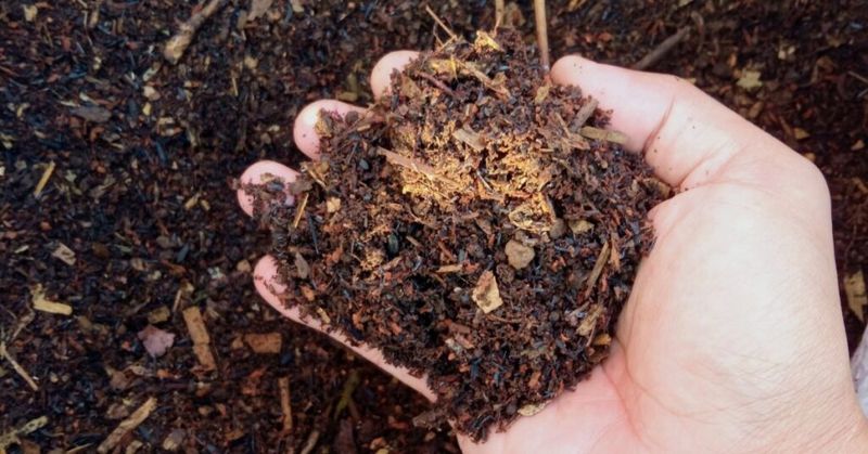 A soil check beats a rigid watering schedule