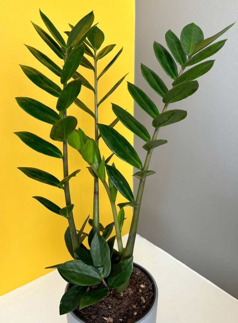 A sparse ZZ plant is not automatically failing