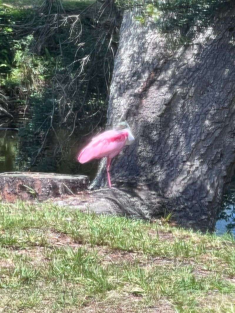 A spoonbill sighting points to nearby feeding habitat