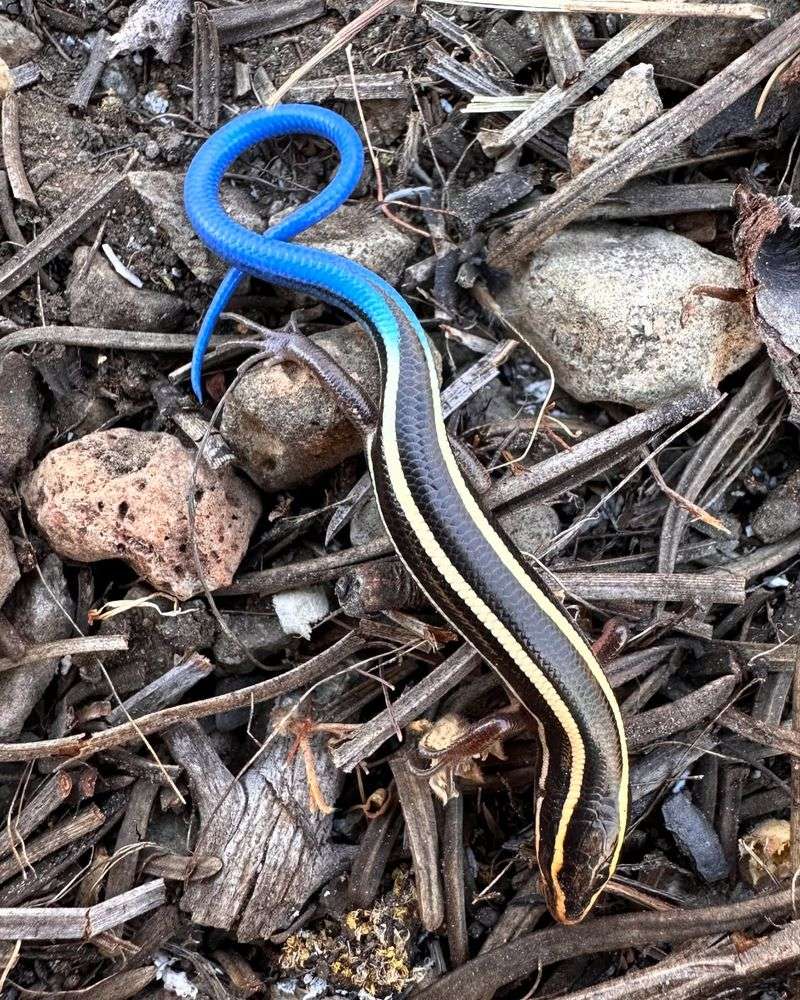 A striped lizard in the bed may be a western skink