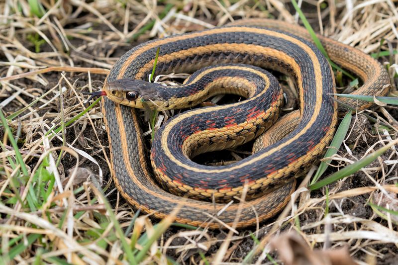 A striped snake is not enough to identify a garden visitor