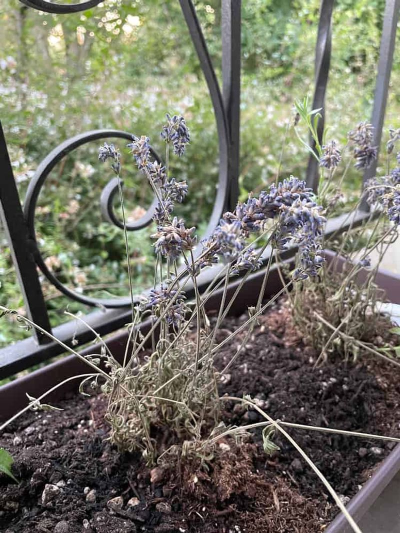 A struggling plant may have another problem