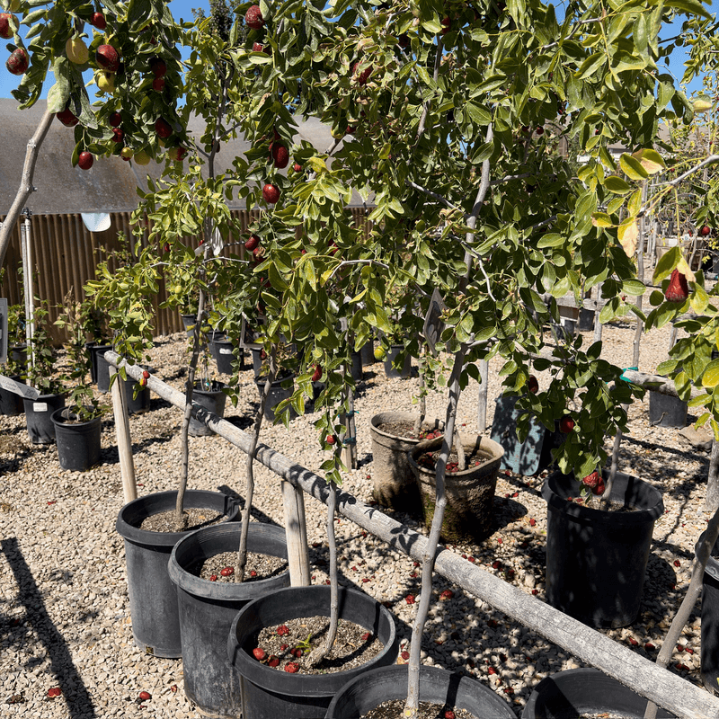 A substantial harvest may take several years A substantial harvest may take several years