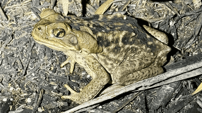 A suspected cane toad encounter can become urgent quickly
