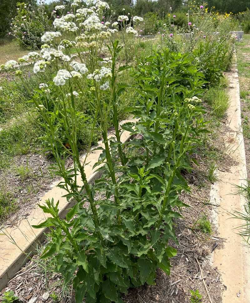 A tall Texas native needs room to grow