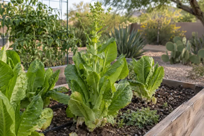 A tall center stalk is the clearest sign lettuce is bolting