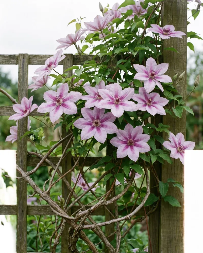 A tangled vine does not diagnose every flowering problem A tangled vine does not diagnose every flowering problem