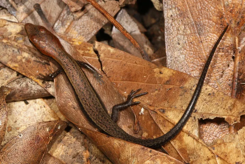 A tiny rustle may be a ground skink