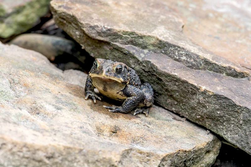 A toad beneath the steps may not be hibernating A toad beneath the steps may not be hibernating