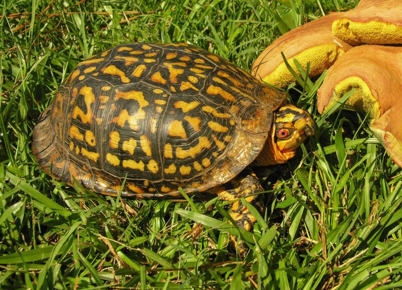 A varied diet is not pest control