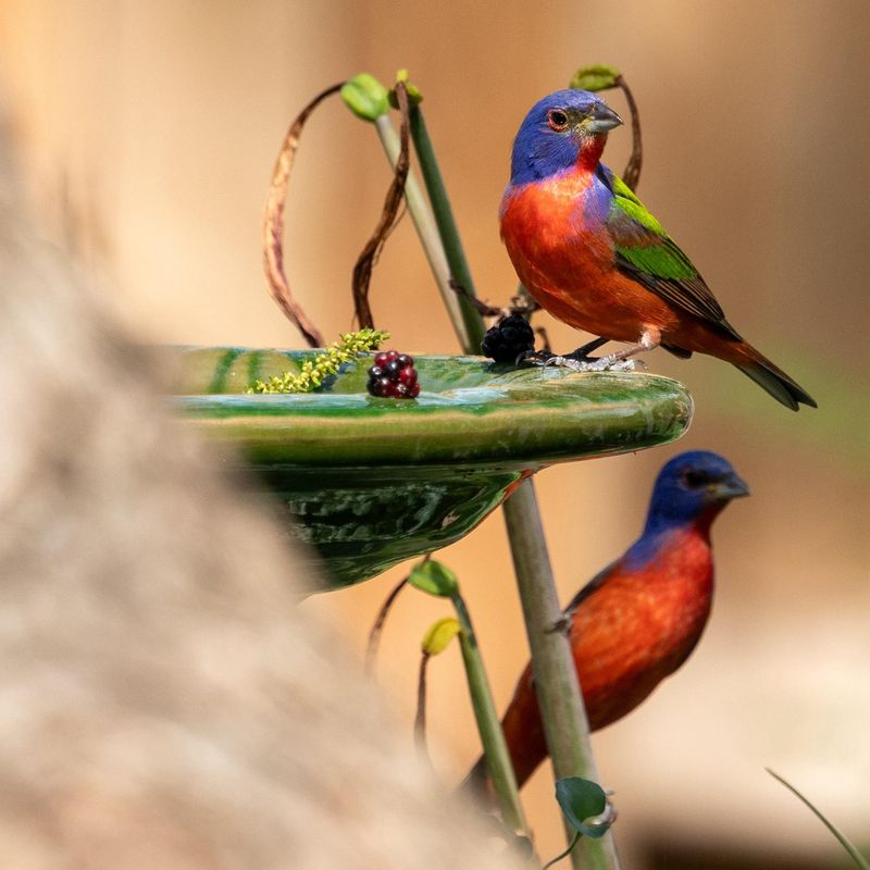 A visit means the bird found something useful