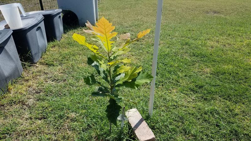 A volunteer seedling needs a suitable place to grow A volunteer seedling needs a suitable place to grow
