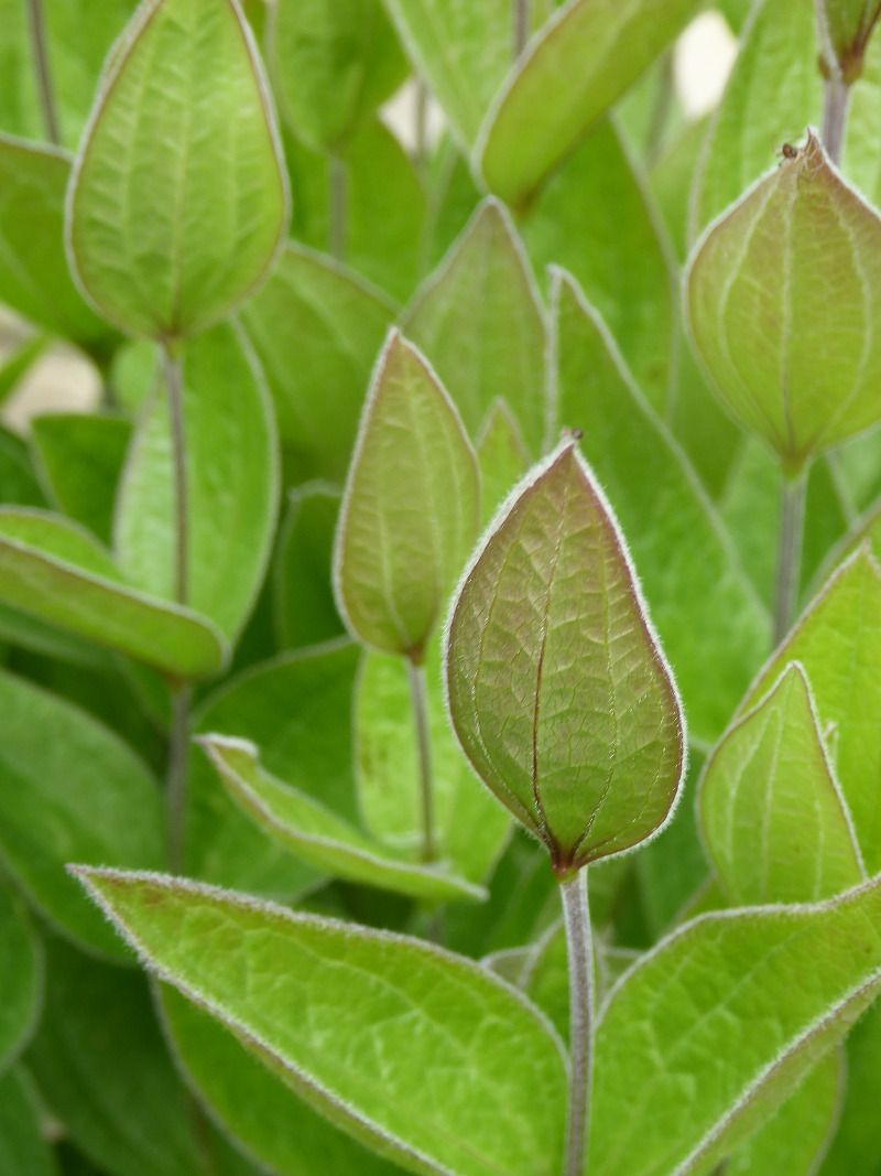 A wall of leaves does not reveal the cause A wall of leaves does not reveal the cause