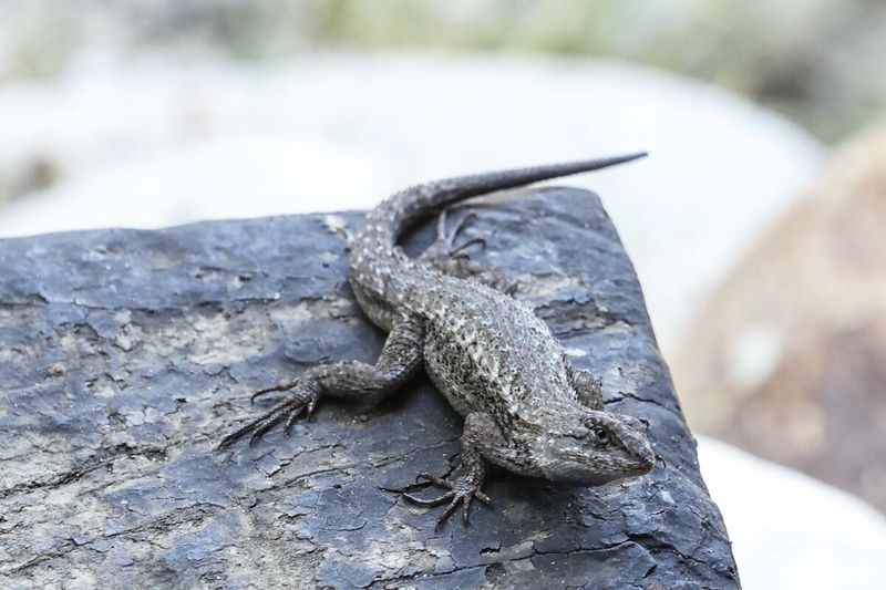 A wall sighting shows a basking lizard, not a yard health report