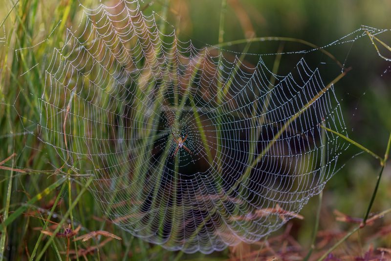 A web count is not a yard-health test