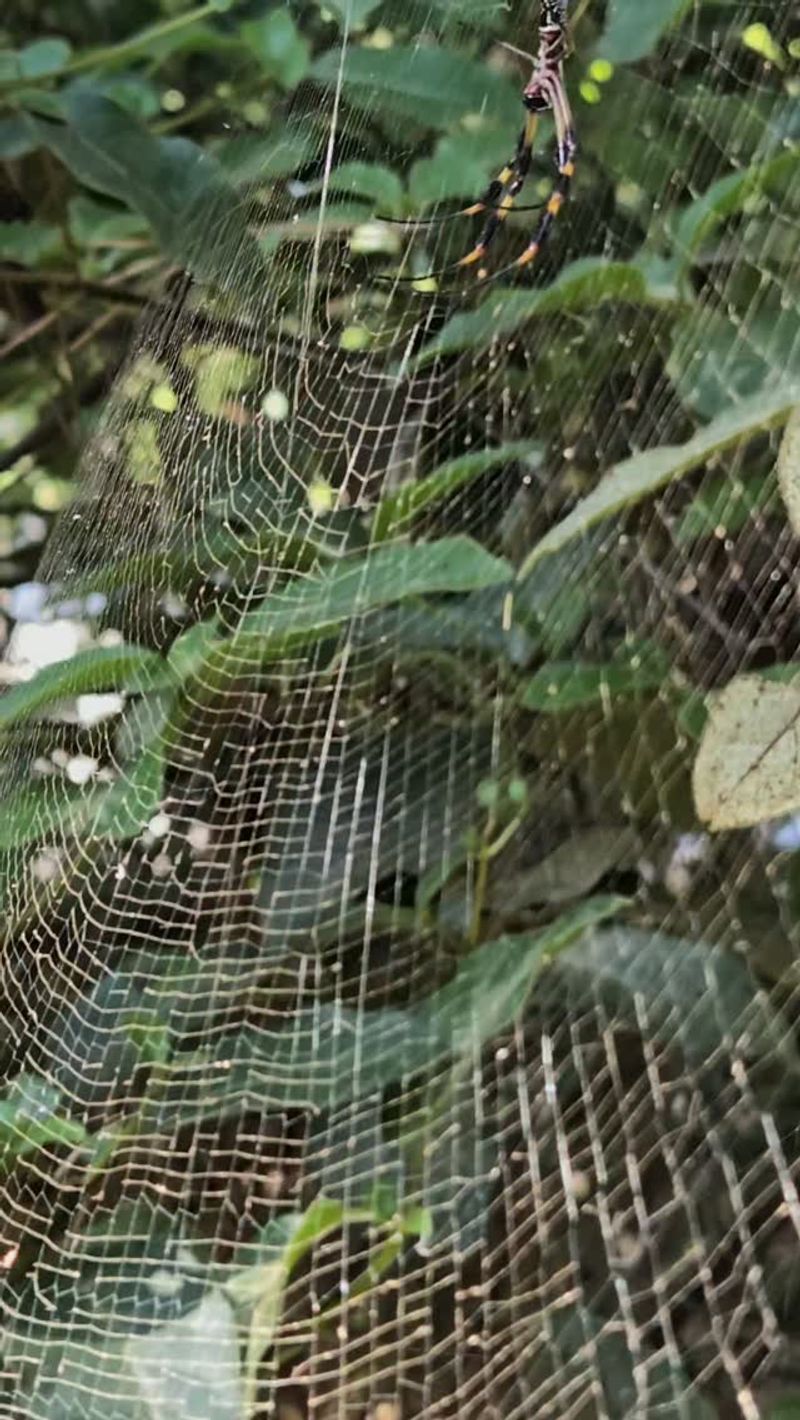 A wheel-shaped web is a clue, not an identification