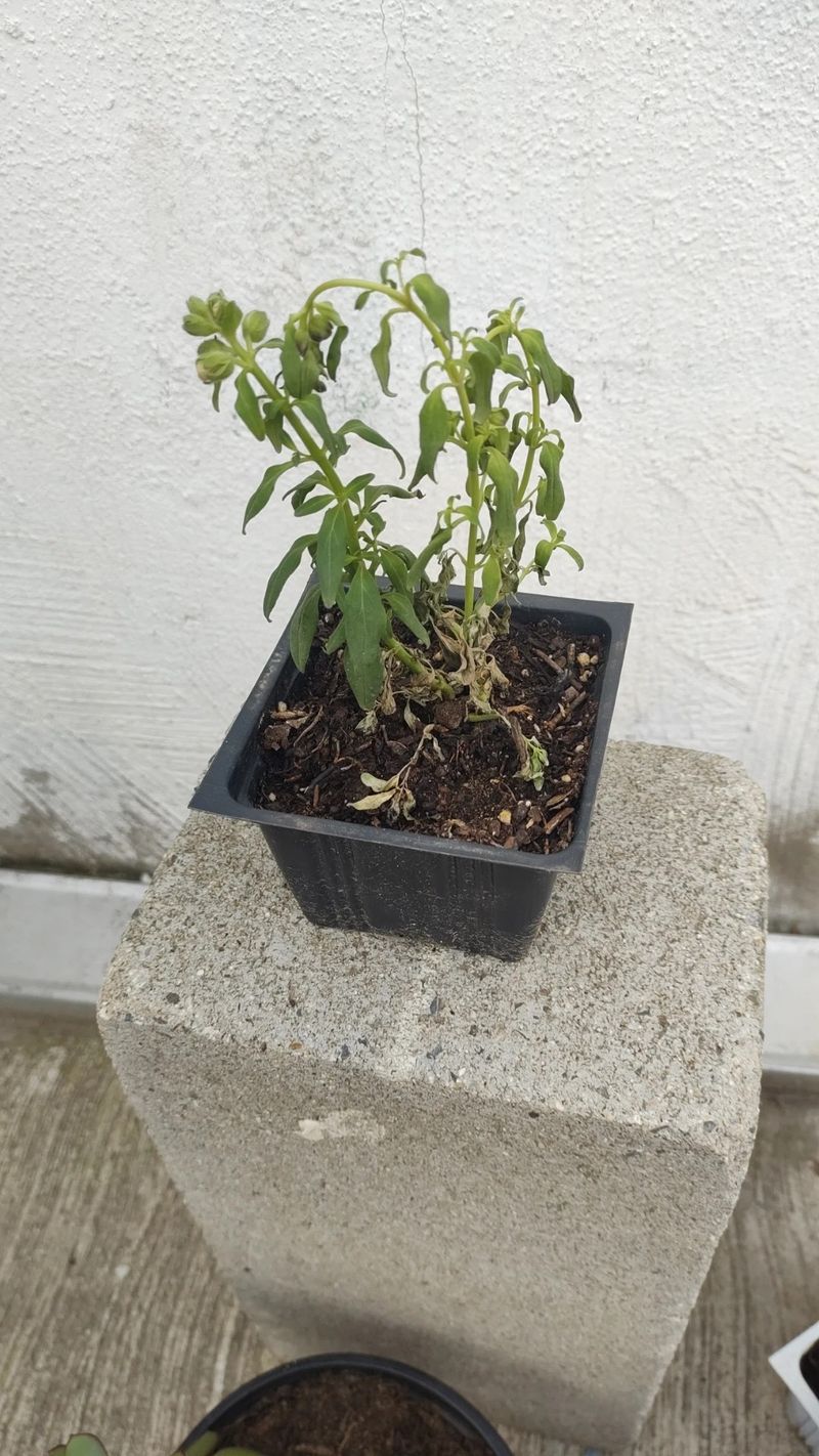 A wilted snapdragon can be thirsty—or unable to take up water