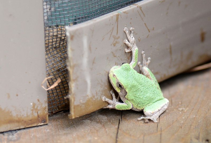 A window visit cannot identify the species