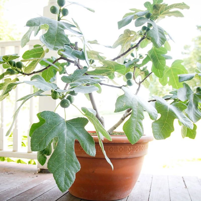 A winter garage is not necessary for every Southern fig