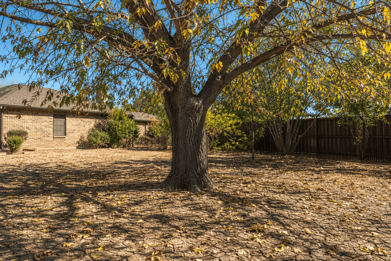 A winter-green live oak still sheds leaves in spring