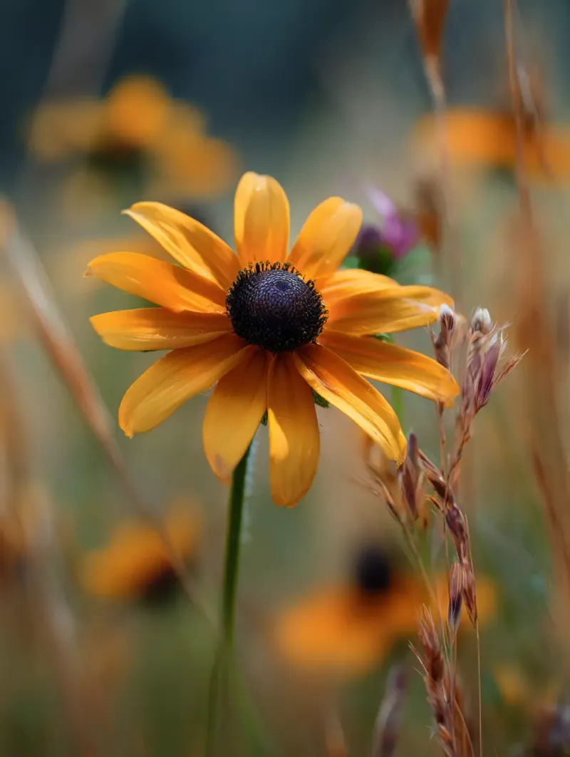 A worn finish does not diagnose a crowded plant A worn finish does not diagnose a crowded plant