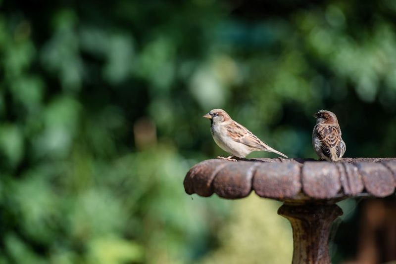 A yard can offer more than one reason for birds to visit