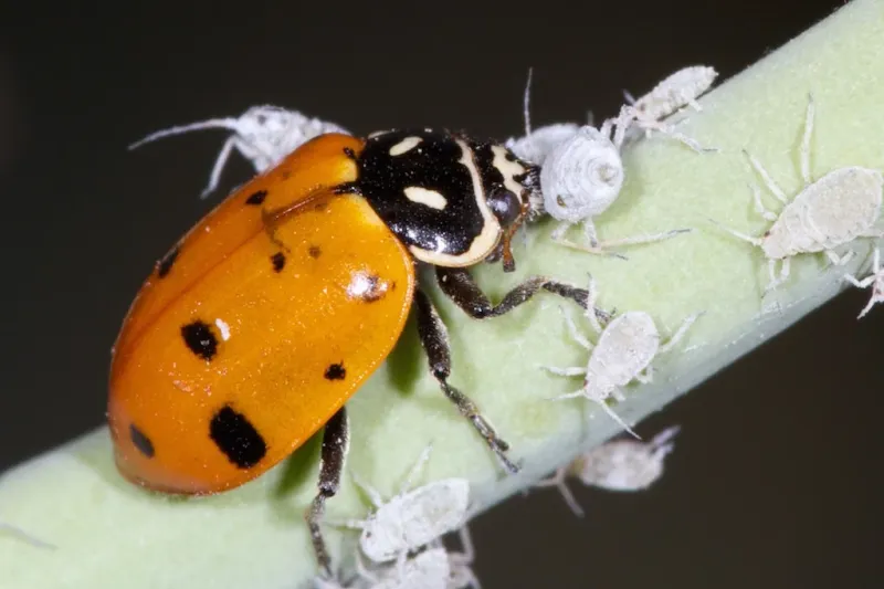 A yard cluster does not identify the species