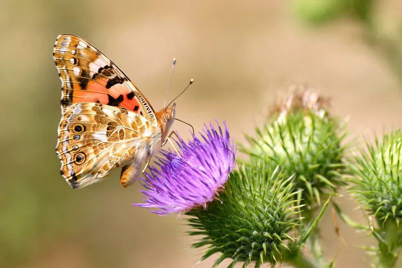 A yard sighting does not prove the butterflies are breeding there