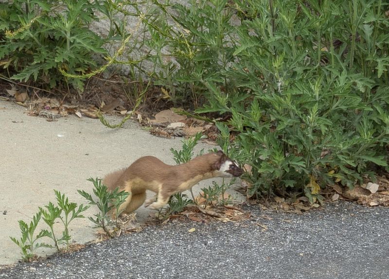 A yard sighting may be a hunting animal passing through