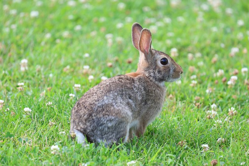 A yard sighting may not reveal the species A yard sighting may not reveal the species