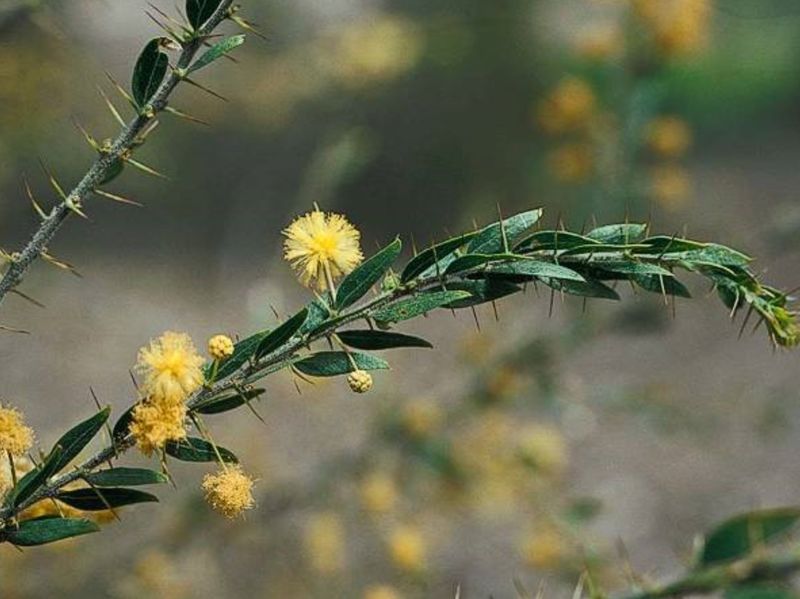 Acacia Acacia