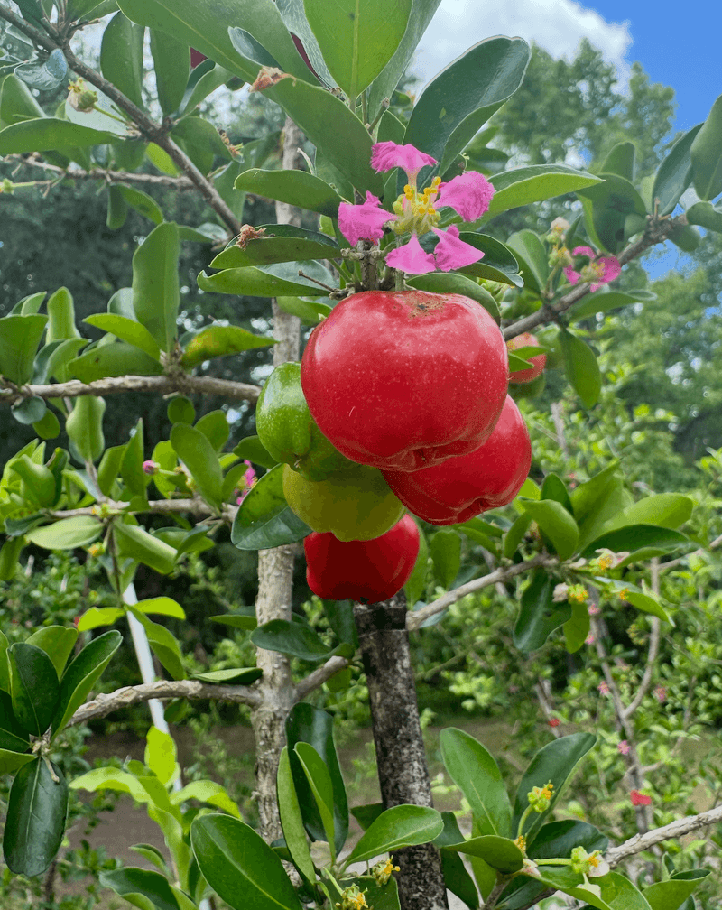 Acerola