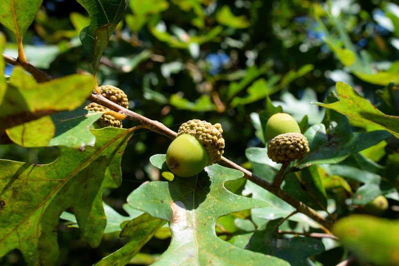 Acorns are part of the fall diet, not a universal countdown