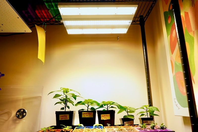 Active indoor growth requires warmth and artificial light Active indoor growth requires warmth and artificial light
