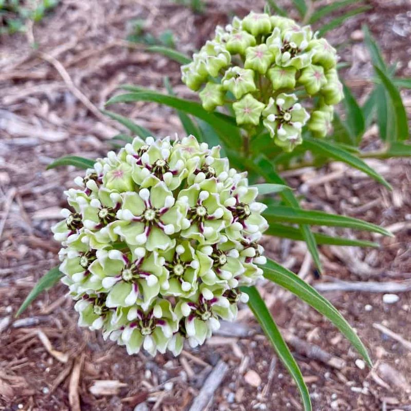 Add Native Milkweed in the Right Spots