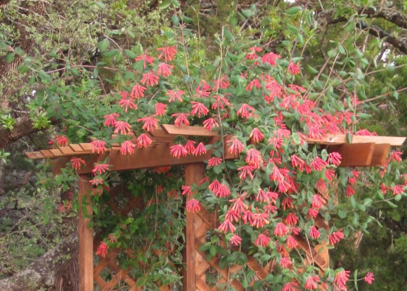 Add nectar plants that match the yard Add nectar plants that match the yard