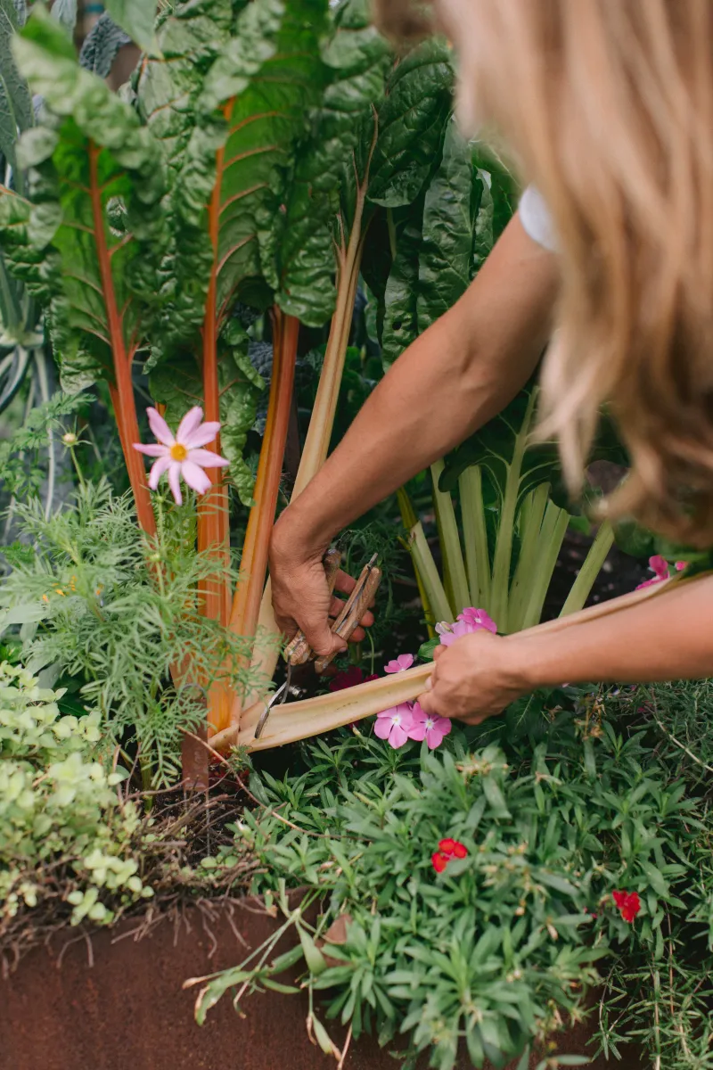 Adjust harvesting and wash picked leaves properly Adjust harvesting and wash picked leaves properly