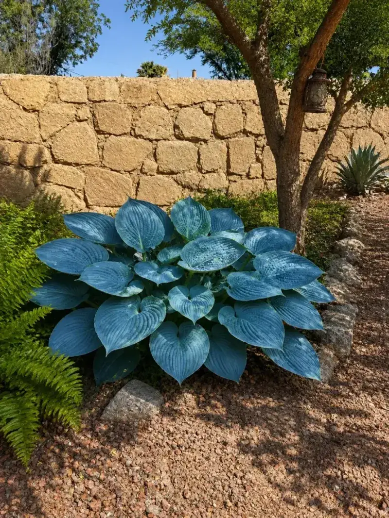 Adjust hosta expectations for Southern climates