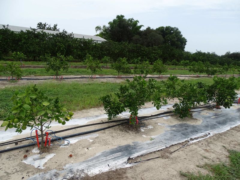 Adjust irrigation for established trees