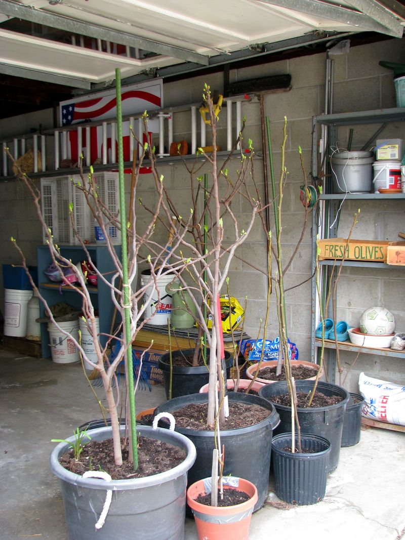 Adjust watering to where the fig spends winter Adjust watering to where the fig spends winter